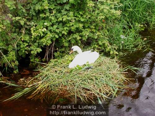 Nesting Swan